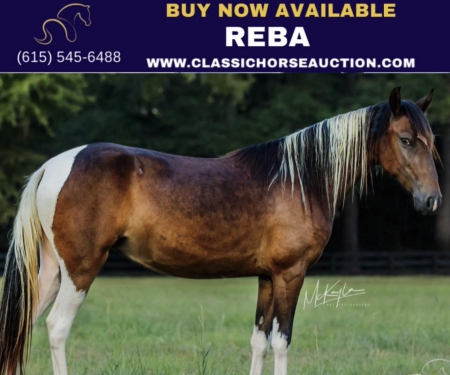 REBA, Paso Fino Mare for sale in Mississippi