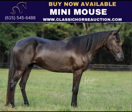 MINI MOUSE, American Quarter Horse Filly for sale in Mississippi