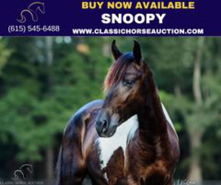 SNOOPY, Paso Fino Gelding for sale in Mississippi
