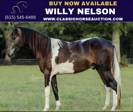 WILLY NELSON, Paso Fino Gelding for sale in Mississippi
