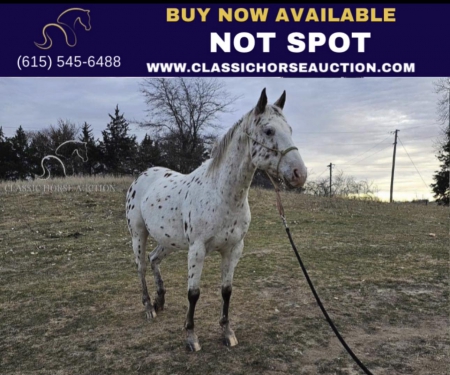 NOT SPOT , Appaloosa Gelding for sale in Nebraska