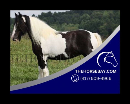 Gypy Vanner Driving/Trail/Western/English and Show Mare - Available on Thehorsebay.com, Gypsy Cob Mare for sale in Colorado