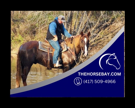 15.3HH Belgian Cross Sorrel Trail Gelding - Available on Thehorsebay.com, Belgian Gelding for sale in Indiana