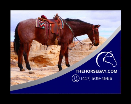Bay Roan Registered AQHA Ranch/Trail/Roping/Shooting/Sorting/Cow Horse Gelding - Available on Thehorsebay.com, American Quarter Horse Gelding for sale in Colorado