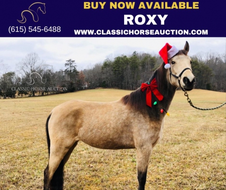 ROXY, Tennessee Walking Horses Mare for sale in Kentucky