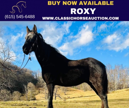 ROXI, Rocky Mountain Mare for sale in North Carolina