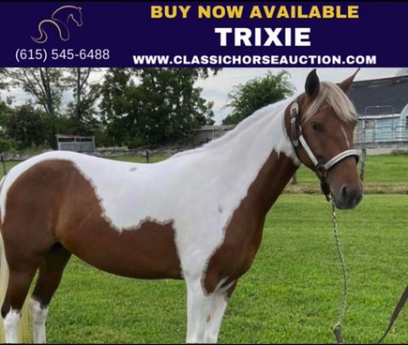 TIKTOK, Spotted Saddle Mare for sale in Tennessee