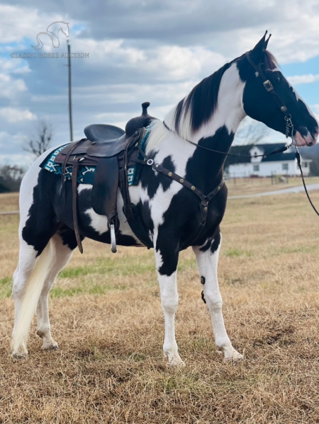 DELILAH, Tennessee Walking Horses Mare for sale in Tennessee