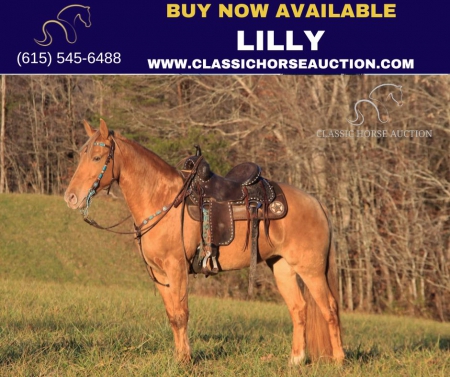 LILLY, Kentucky Mountain Saddle Horse Mare for sale in Kentucky
