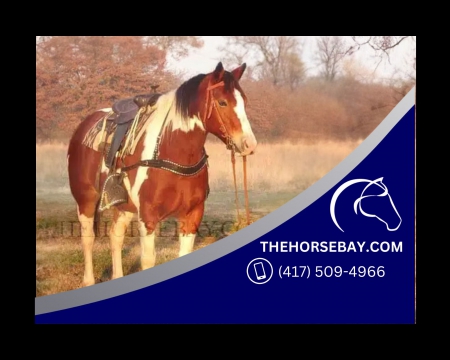 Bay Paint Draft X 15.2HH Driving/Trail Riding Mare - Available on Thehorsebay.com, Draft Mare for sale in Missouri