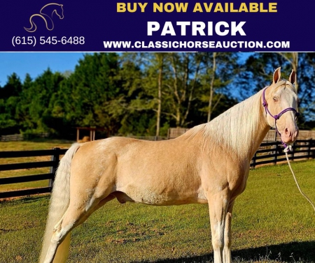 PATRICK, Walkaloosa Mare for sale in Georgia