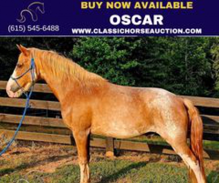 OSCAR, Kentucky Mountain Saddle Horse Gelding for sale in Washington