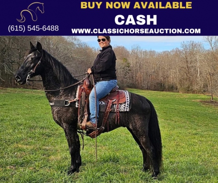 CASH, Tennessee Walking Horses Gelding for sale in Georgia