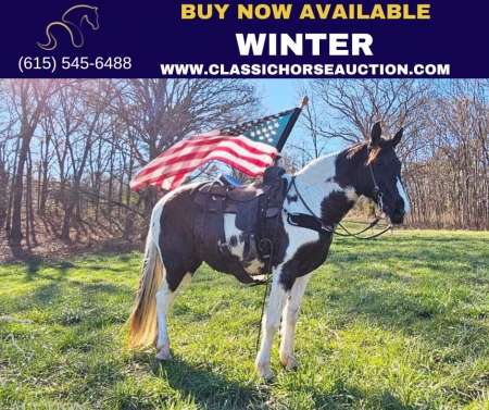 WINTER, Tennessee Walking Horses Mare for sale in Georgia