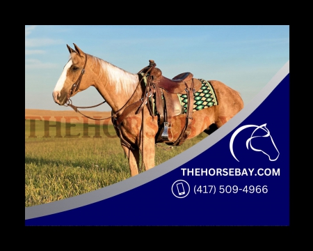 Golden Palomino 14.1HH Quarter Horse Gelding - Available on Thehorsebay.com, Quarter Horse Cross Gelding for sale in Kentucky