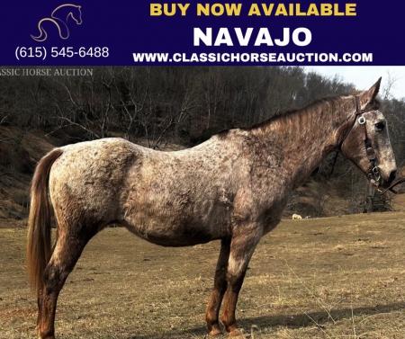 NAVAJO, Walkaloosa Jenny for sale in North Carolina