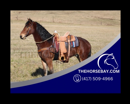 Bay Friesian Sport Horse Gelding - Available on Thehorsebay.com, Draft Gelding for sale in Kentucky