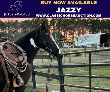 JAZZY , Tennessee Walking Horses Mare for sale in South Carolina