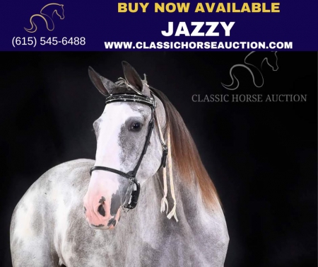 IM BRISTOL FASHION, Tennessee Walking Horses Mare for sale in Tennessee