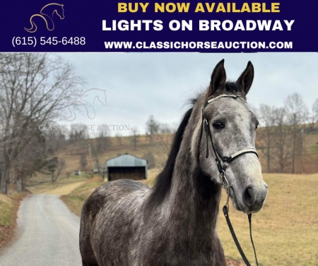 LIGHTS ON BROADWAY, Tennessee Walking Horses Gelding for sale in Tennessee