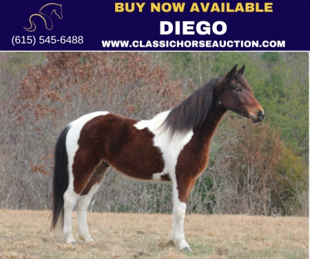 DIEGO, Spotted Saddle Gelding for sale in Kentucky