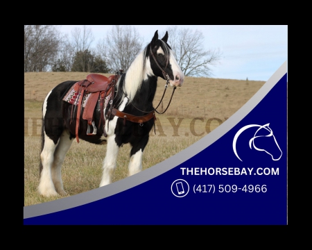 Registered Black & White Paint Gypsy Shire X Mare - Available on Thehorsebay.com, Gypsy Cob Mare for sale in Kentucky