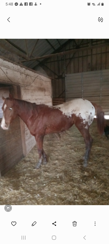 un-named, Appaloosa Colt for sale in Oklahoma