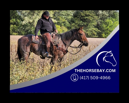 Bay Roan AQHA Registered Mare - Available on Thehorsebay.com, American Quarter Horse Mare for sale in Indiana