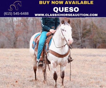 QUESO, Appaloosa Gelding for sale in Missouri