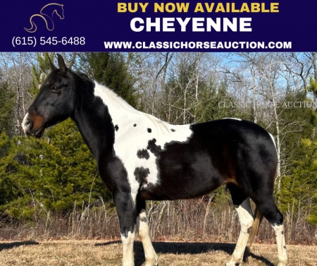 CHEYENNE, Spotted Saddle Mare for sale in Kentucky