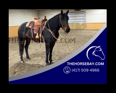 Dark Bay Quarter Percheron X English/Western/Driving/Roping - Available on Thehorsebay.com, Quarter Horse Cross Mare for sale in West Virginia