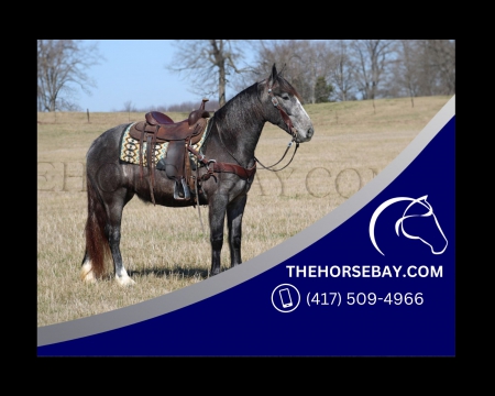 Blue Roan Gypsy Sport Horse Driving and Trail Mare - Available on Thehorsebay.com, Gypsy Cob Mare for sale in Kentucky