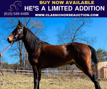 HE’S A LIMITED EDITION, Tennessee Walking Horses Gelding for sale in North Carolina