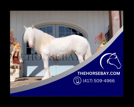 Flashy Cremello Gypsy Vanner Mare - Driving/Trail/Jumping/Barrels/English/Liberty, Gypsy Vanner Mare for sale in Tennessee
