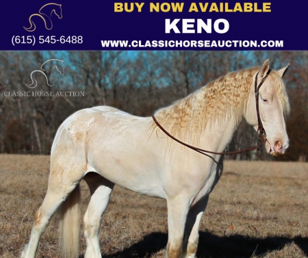 KENO , Gypsy Vanner Gelding for sale in Missouri