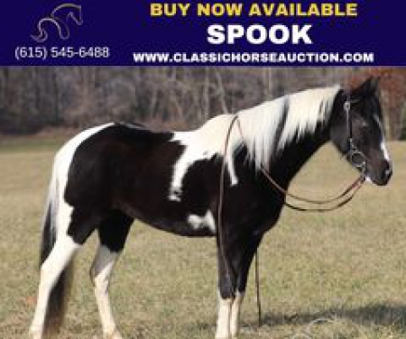SPOOK , Spotted Saddle Mare for sale in Kentucky