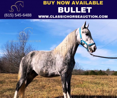 BULLET, Tennessee Walking Horses Gelding for sale in Tennessee