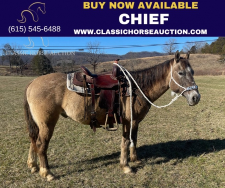 CHIEF , Appaloosa Gelding for sale in Tennessee