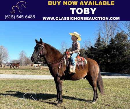 TOBY , Icelandic Gelding for sale in Kentucky