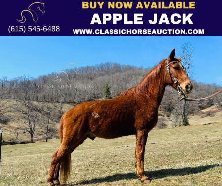 APPLE JACK, Tennessee Walking Horses Gelding for sale in North Carolina
