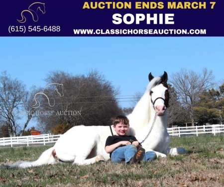 SOPHIE, Ponies Mare for sale in Tennessee
