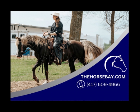 Chocolate/Silver Black Registered Rocky Mountain Gaited/Trail/Kid Safe/Driving - Available on Thehor, Rocky Mountain Gelding for sale in Wisconsin