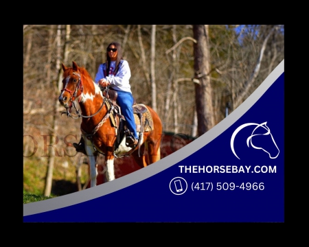 Registered MFTHBA Sorrel Tobiano Gaited Trail Mare - Available on Thehorsebay.com, Missouri Fox Trotting Horse Mare for sale in Missouri