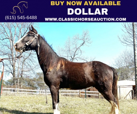 DOLLAR, Tennessee Walking Horses Gelding for sale in North Carolina
