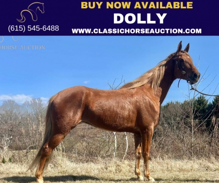 DOLLY , Rocky Mountain Mare for sale in North Carolina