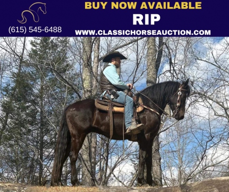 RIP, Kentucky Mountain Saddle Horse Gelding for sale in Kentucky