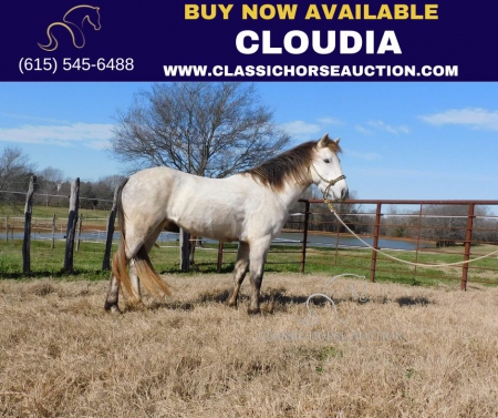 CLOUDIA , Quarter Pony Mare for sale in Texas