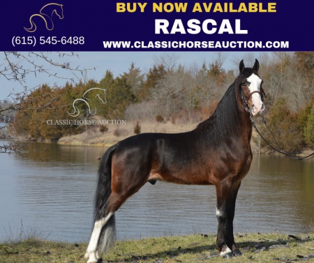 RASCAL , Kentucky Mountain Saddle Horse Gelding for sale in Kentucky
