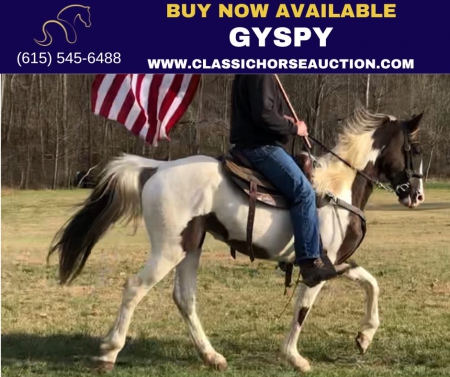GYSPY , Spotted Saddle Mare for sale in Kentucky