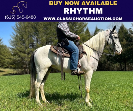 RHYTHM , Spotted Saddle Gelding for sale in Kentucky